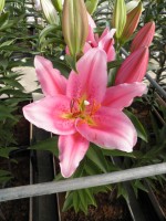 [1894 Helyonne VH No01.JPG]